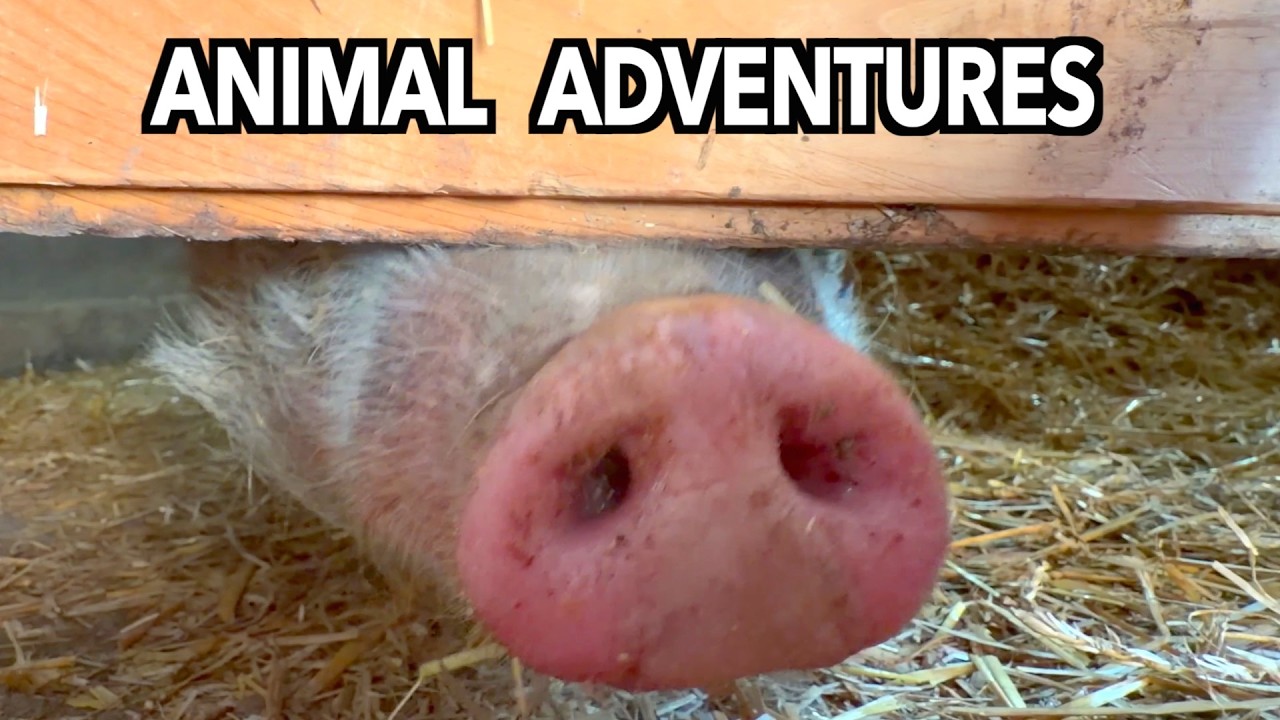 Broken Pig Gate: Adventures in Homesteading