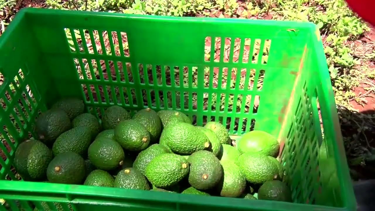 Kenyan farmers switch from maize to avocados as demand soars