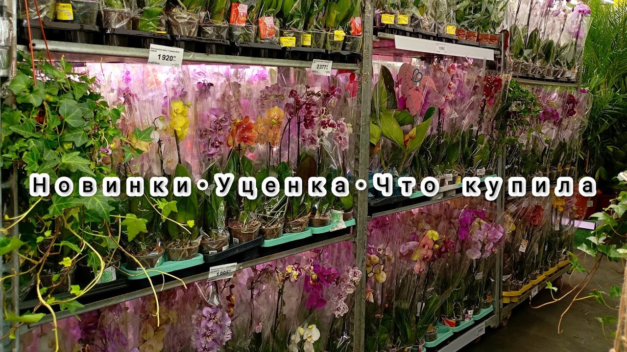 Свежие фаленопсисы в Лемана про, уценка, покупки 🌺 #обзор #орхидеи #цветы #фаленопсисы #orchid