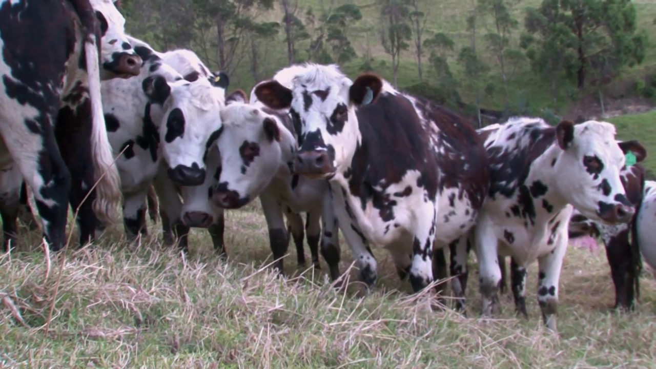 EMPRESARIOS DEL CAMPO ASONORMANDO 52° EXPOSICION NACIONAL BELEN - BOYACA 31/12/2016