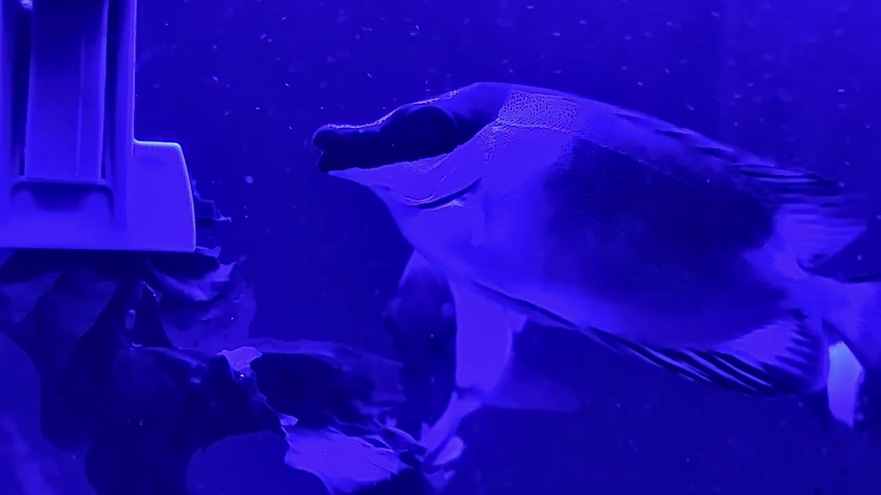 What's REALLY happening inside our 90 Gallon Saltwater Reef Tank!