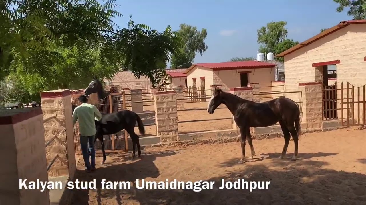 Stud Farm Design best for horses In India