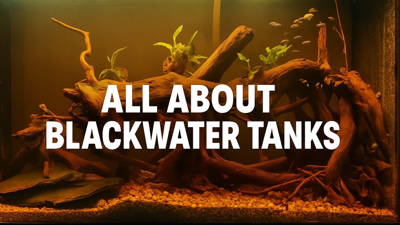 BLACKWATER TANK DETAILED GUIDE | EACH AND EVERYTHING ABOUT BLACKWATER TANKS