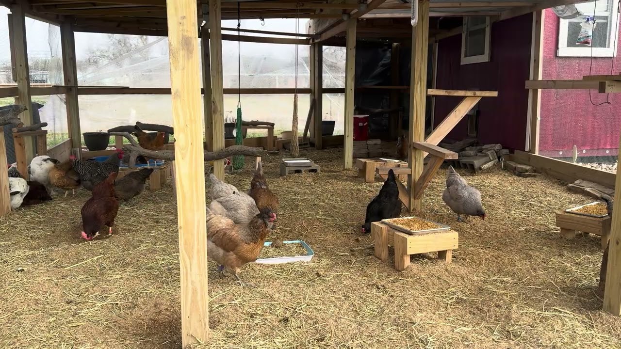 Hanging with the Chick Inn hens in the run