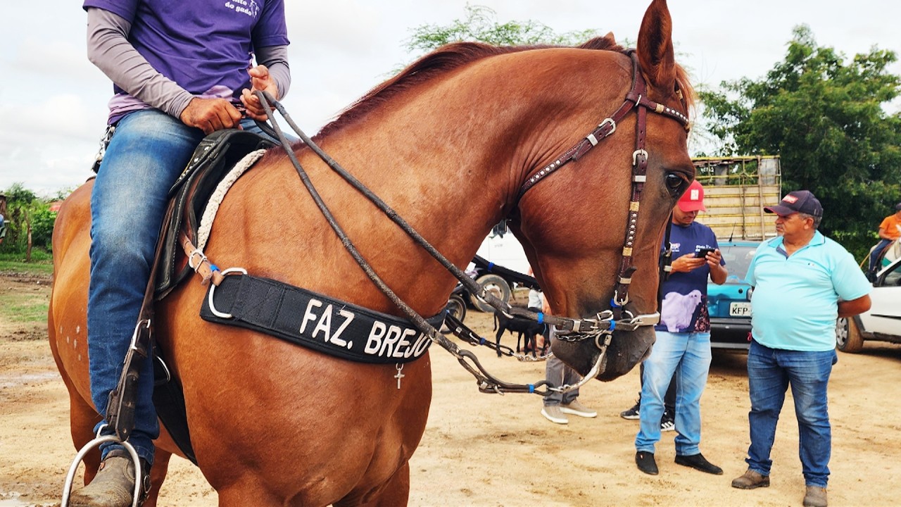 FEIRA DE CAVALOS EM ALOTINHO-PE   28-02-2026 #nordeste