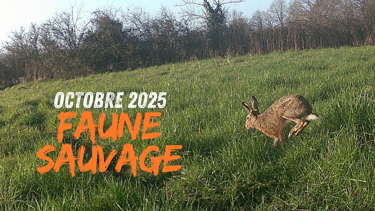 Faune sauvage Octobre 2025