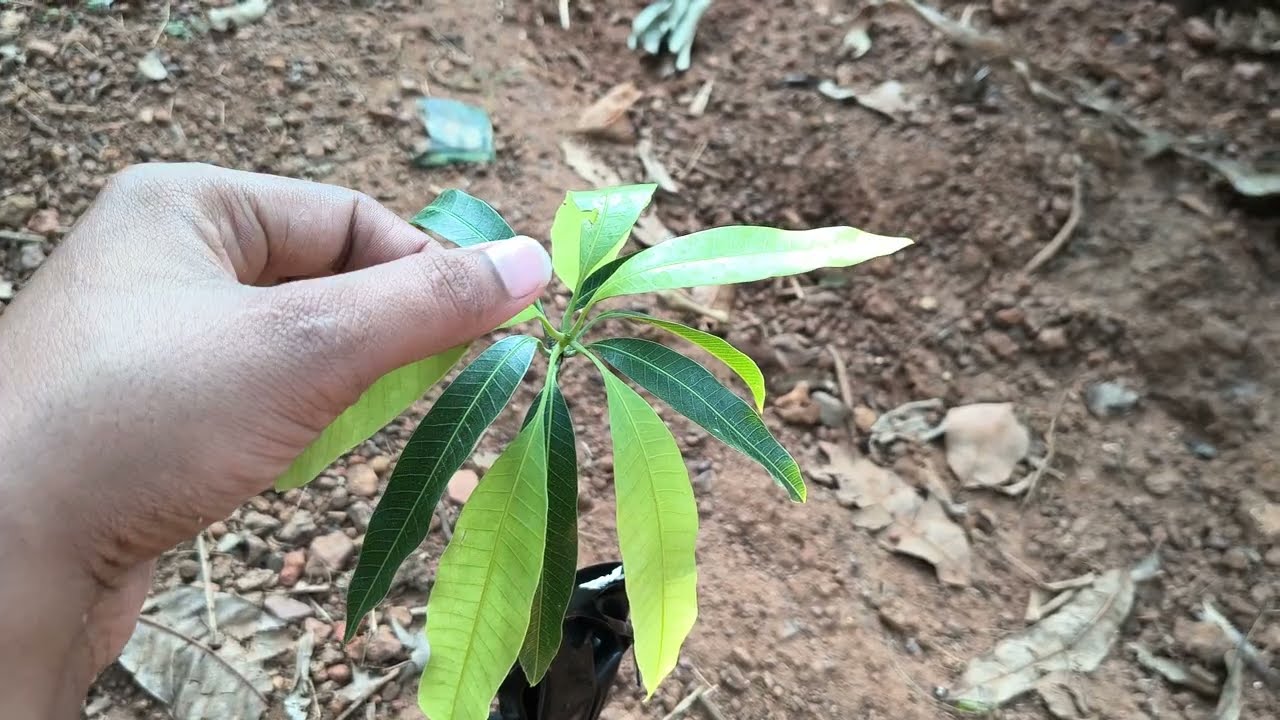 ജോയ് കൈനടിയുടെ ബ്ലാക്ക് പ്രിയോർ തൈ വാങ്ങി #Black_priyor_mango
