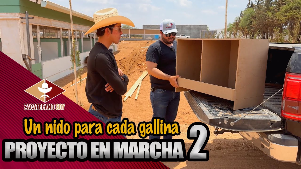 GALLINAS CONTENTAS más huevos
