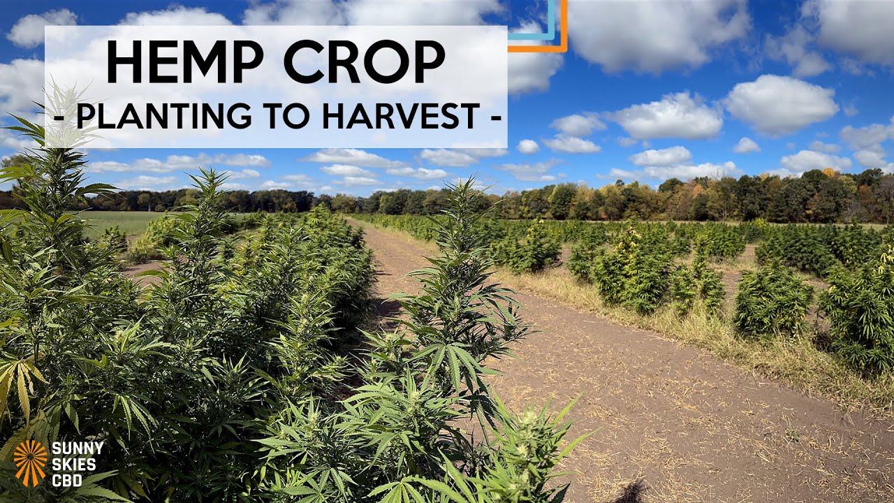 Hemp Crop: Planting to Harvest at Sunny Skies CBD