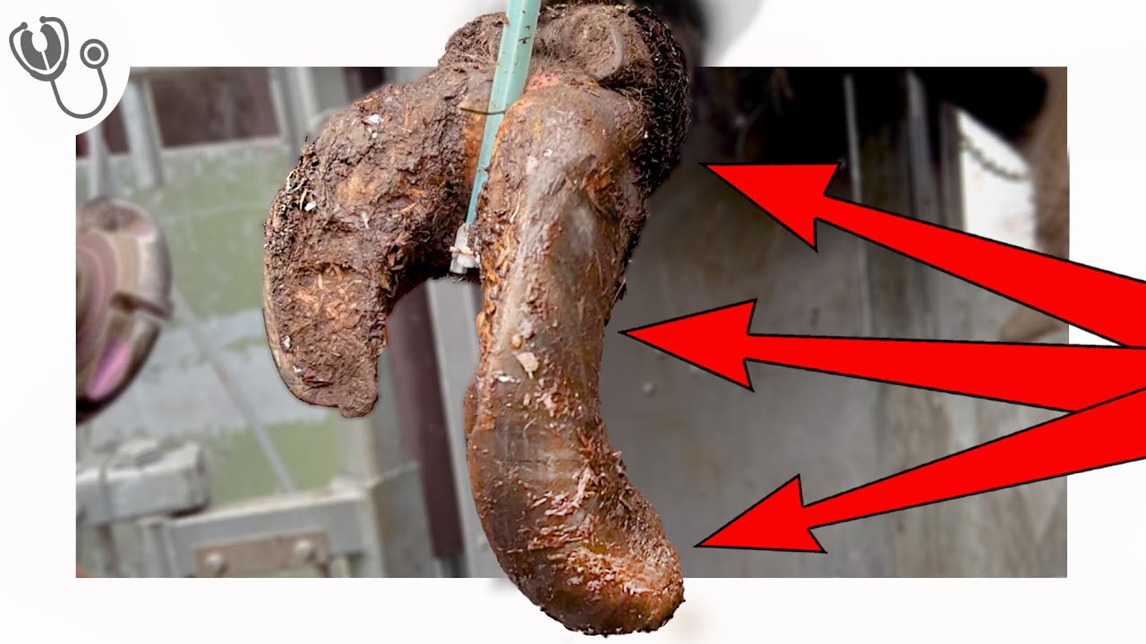 MASSIVELY OVERGROWN cow's hoof ... fixed!