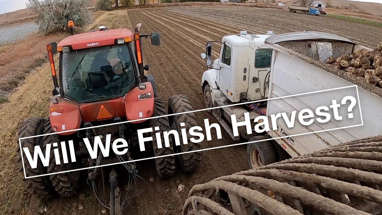 Beet Harvest 2020 ep. 5 - Will we ever finish harvest?