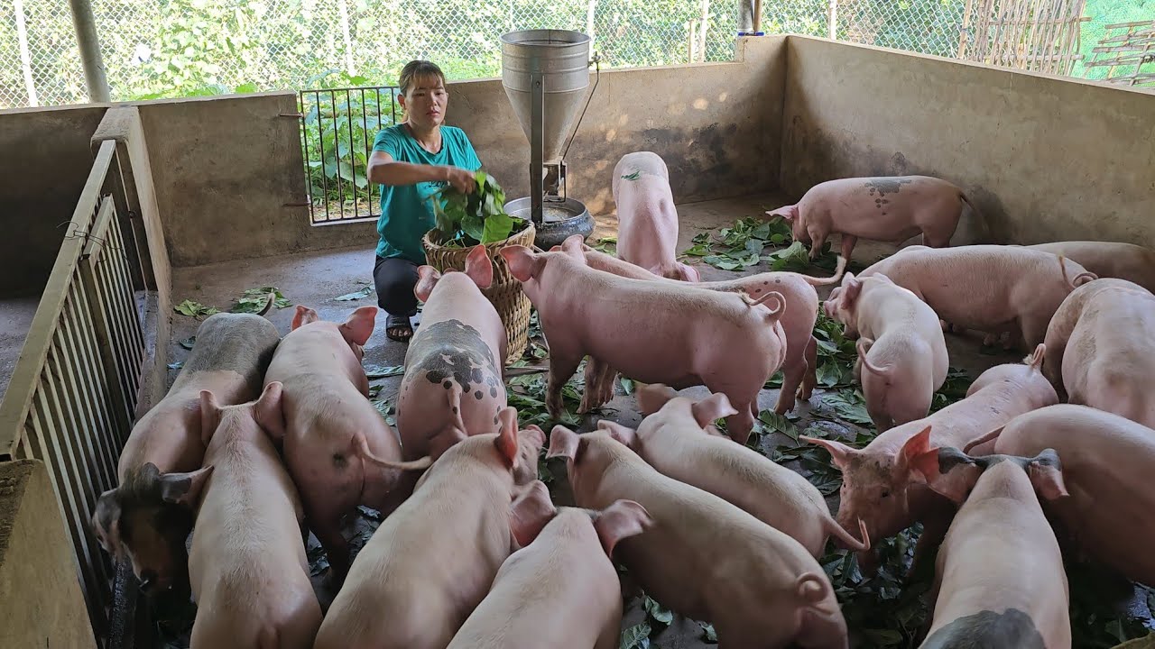 A type of pig leaves will grow quickly.  Use a lawn mower to make land for corn.  (Episode 178).