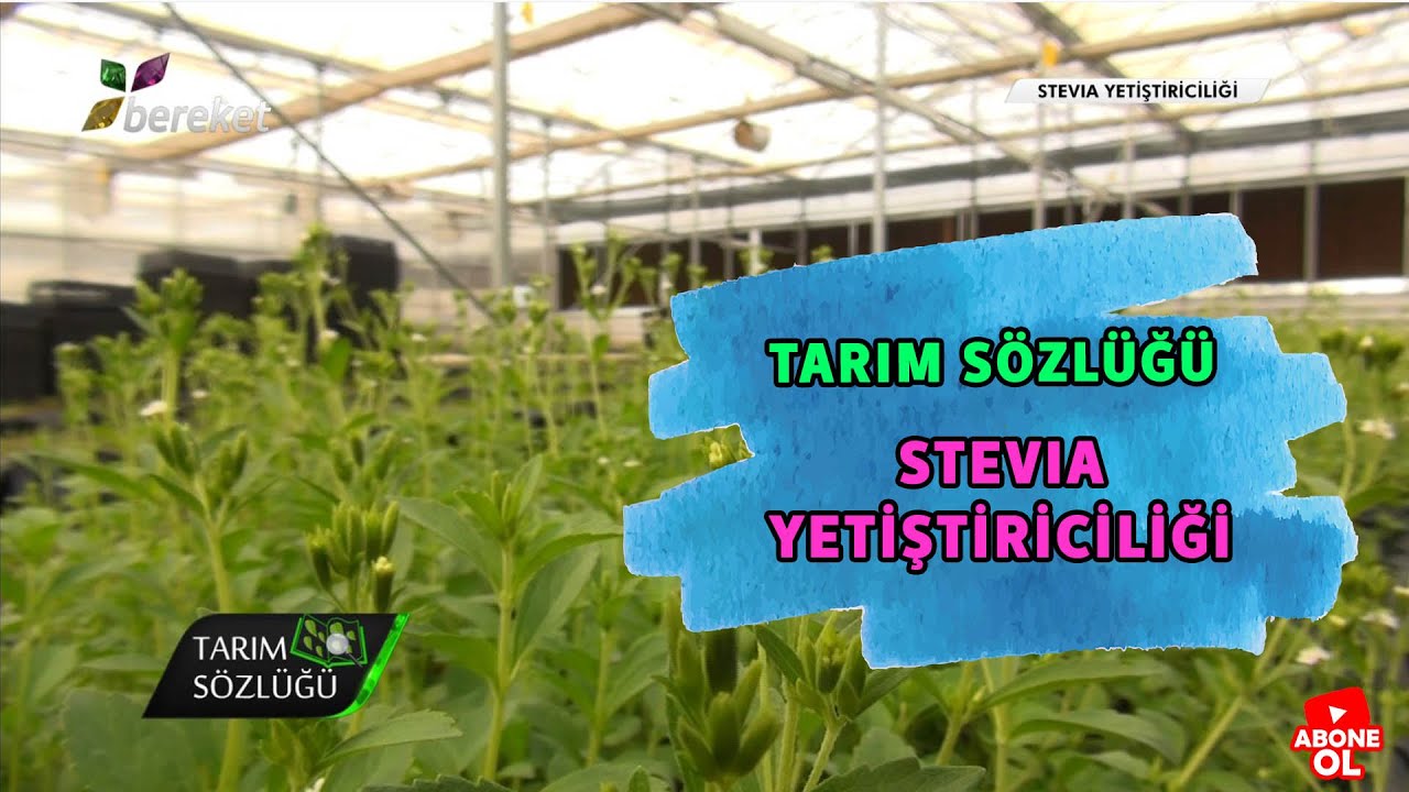Tarım Sözlüğü | Stevia Yetiştiriciliği