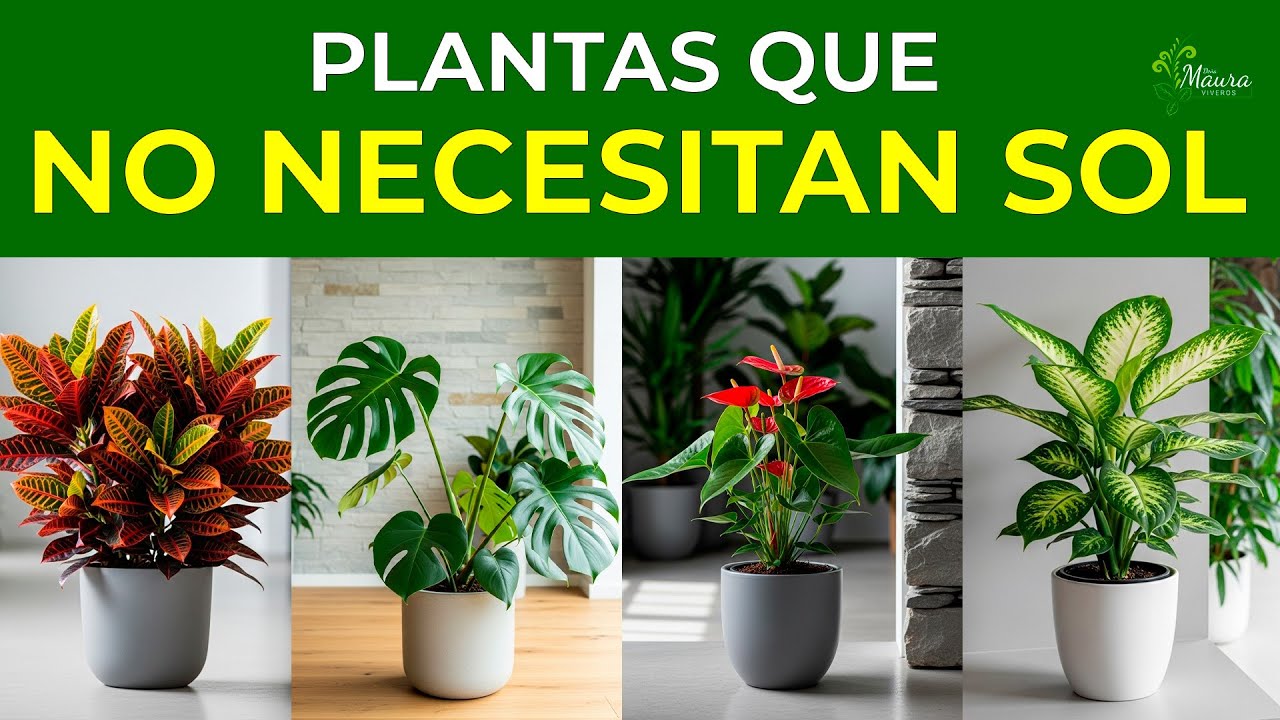 7 PLANTAS de SOMBRA que VIVEN sin SOL 🪴 y no necesitan mucho cuidado | Perfectas para interiores