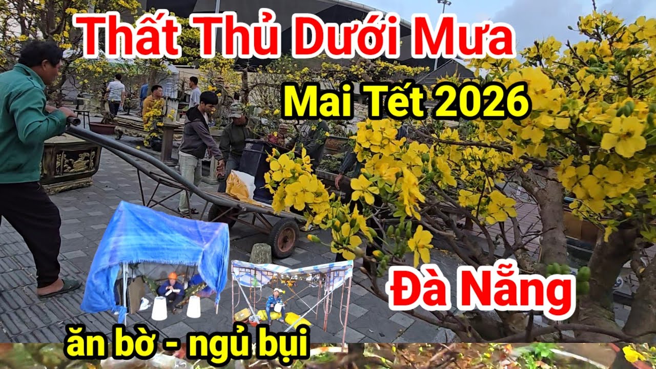 Xót Xa Chợ Hoa Tết Đà Nẵng: Mưa To Kéo Dài Khiến Mai Tết 2026 Hư Hại, Tiểu Thương Ở Chòi Bạt