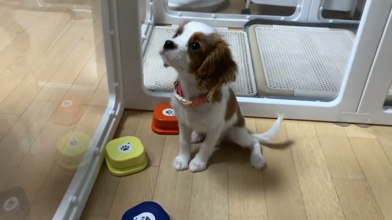 우리 별이가 말을 해요!