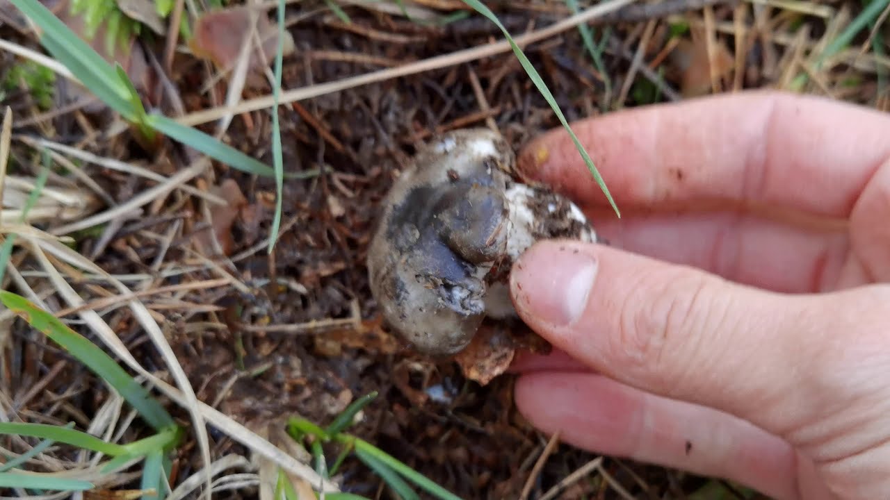 &iquest;Cortar o arrancar? Las setas micorricicas hay que arrancarlas, no cortarlas. Hygrophorus marzuolus
