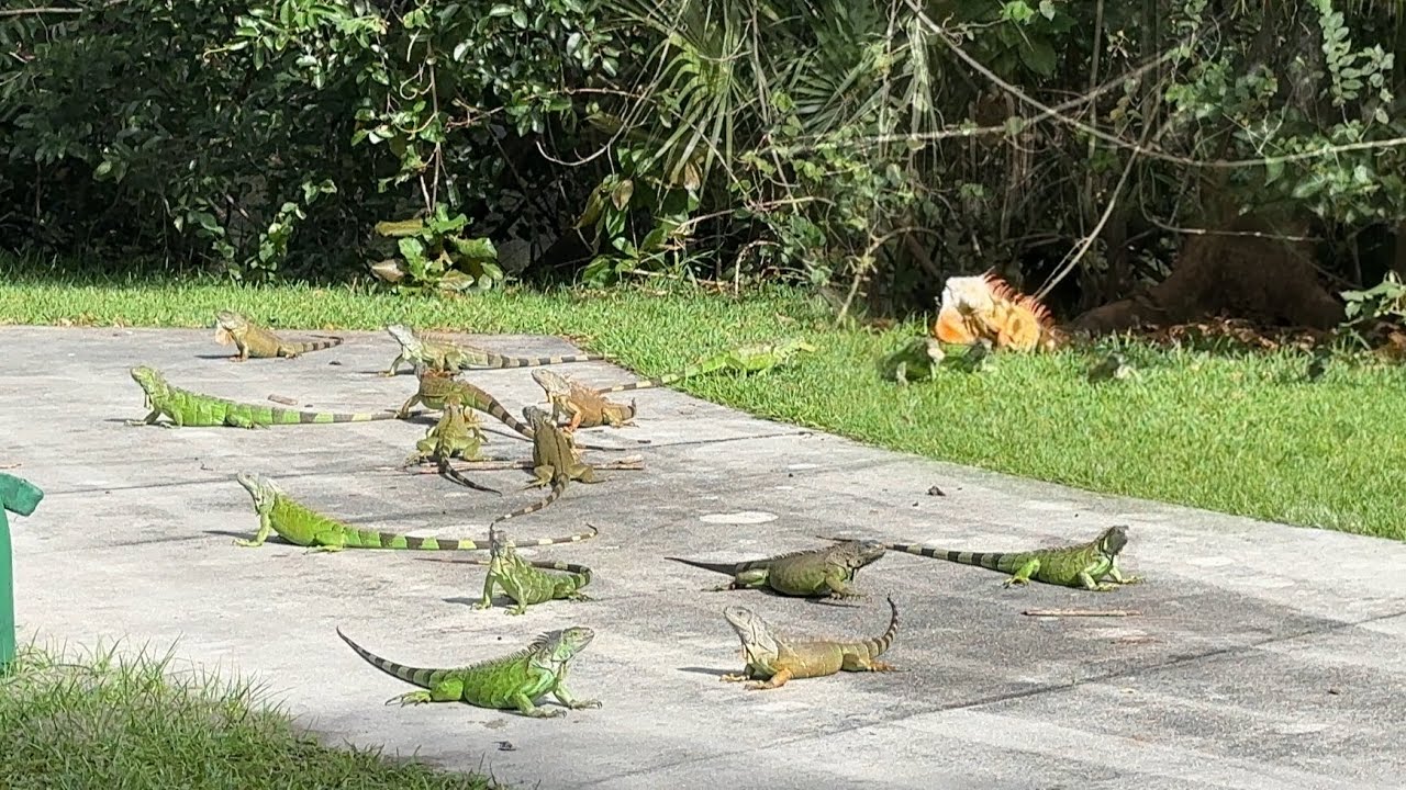 Massive Mess of Iguanas Come out Nest to Feed! How to Live Catch invasive iguanas!