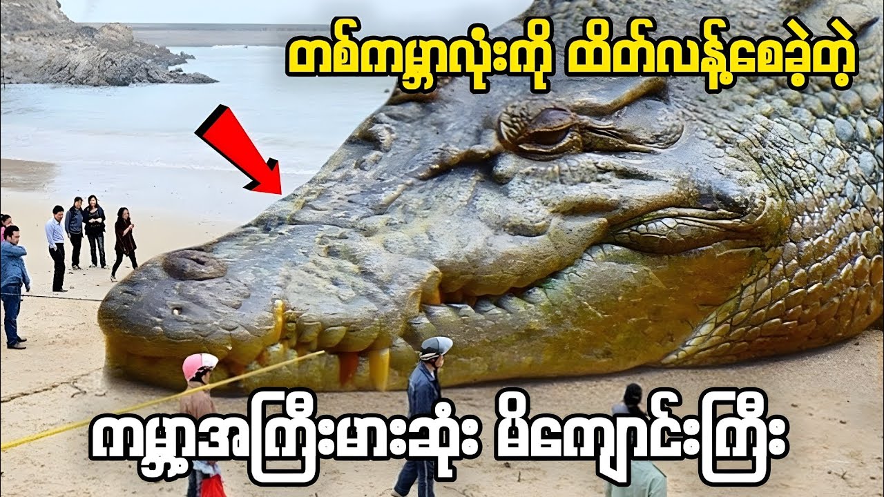 Top 5 Giant Crocodiles in History🐊|သမိုင်းထဲက အကြီးဆုံး မိကျောင်း ၅ ကောင်