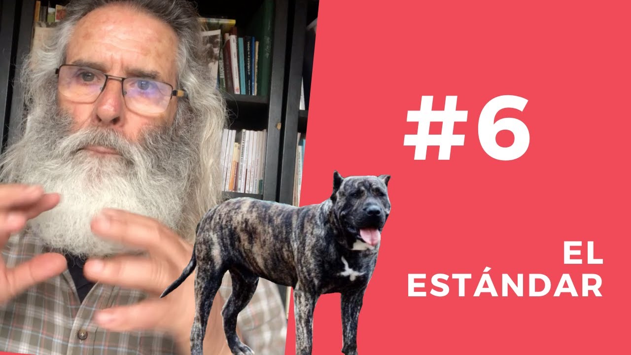 El ESTÁNDAR del PERRO DE PRESA CANARIO | Manuel Curtó Gracia