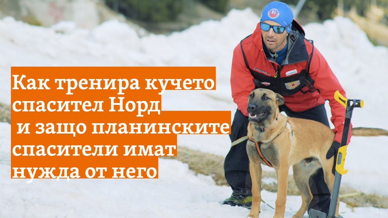 Как тренира кучето спасител Норд и защо планинските спасители имат нужда от него