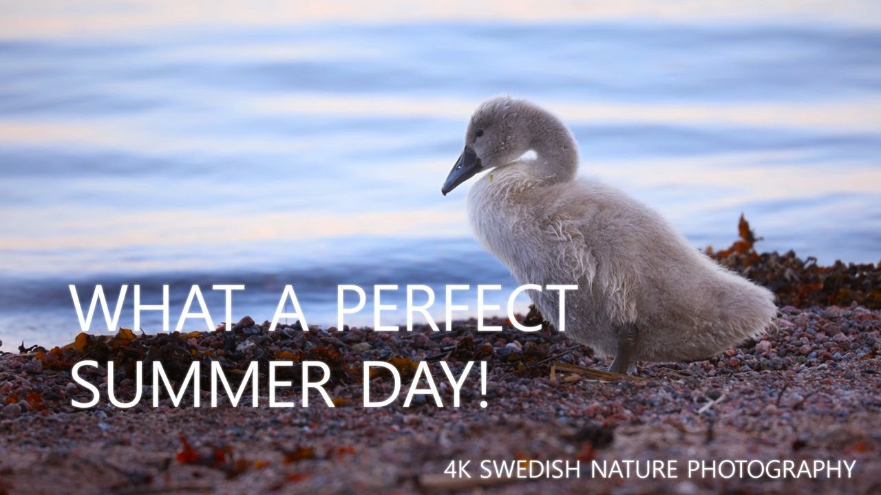 24 hours of Swedish summer! Ljusterö Stockholms skärgård  |  4K Swedish nature