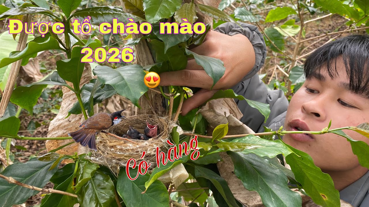 Đi Tìm Được Tổ Chim Chào Mào Mũ 2026 Cực Chất .Tìm Tổ Chim Chào Mào 2026 | Duy Tôm Tv