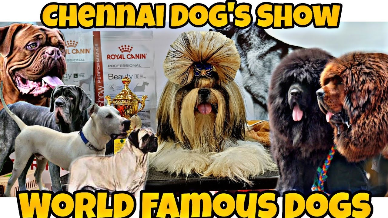 International Dog's Show in Chennai |All types of Dogs | World Famous Dogs | #dogshow #dog