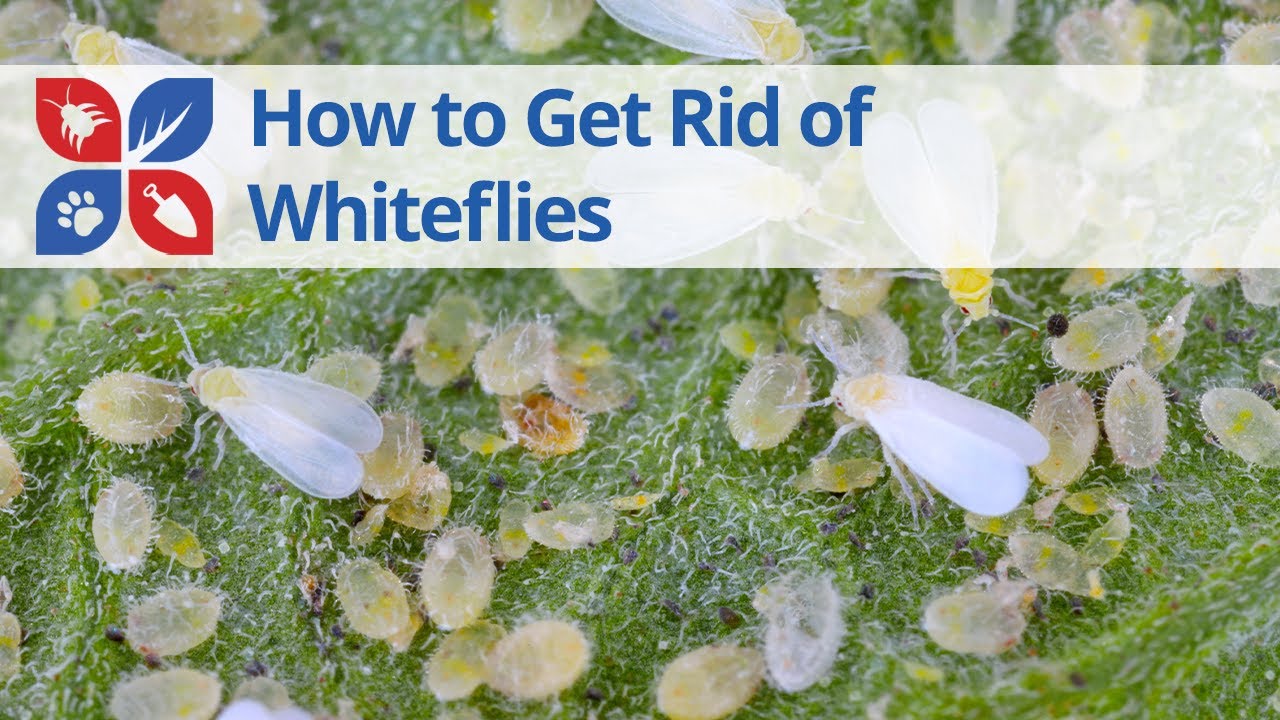 How to Get Rid of Whiteflies - Garden Pest Control Tips | DoMyOwn.com