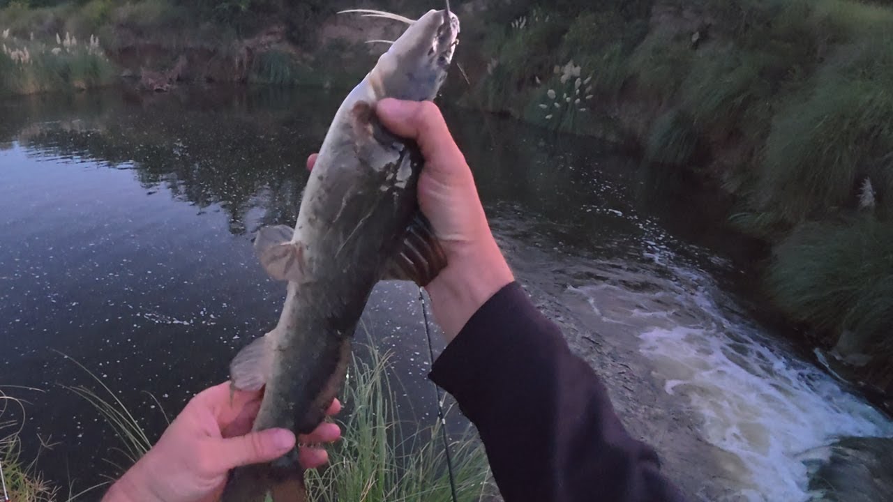 ¡¡BAGRES SAPO (un lugar increíble) ¡¡¡¡¡PESCADO FRITO, manjar!!!!!