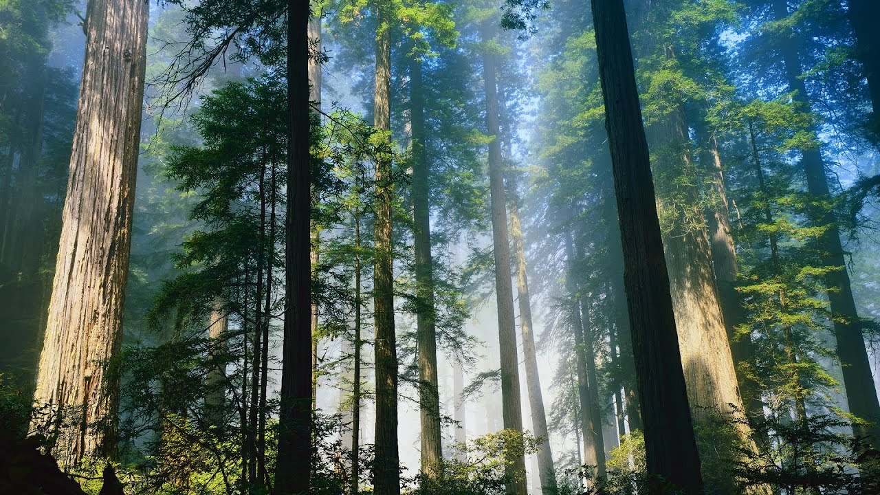 🙏 MÉDITATION GUIDÉE 🎧 : Récupération d'énergie 💫