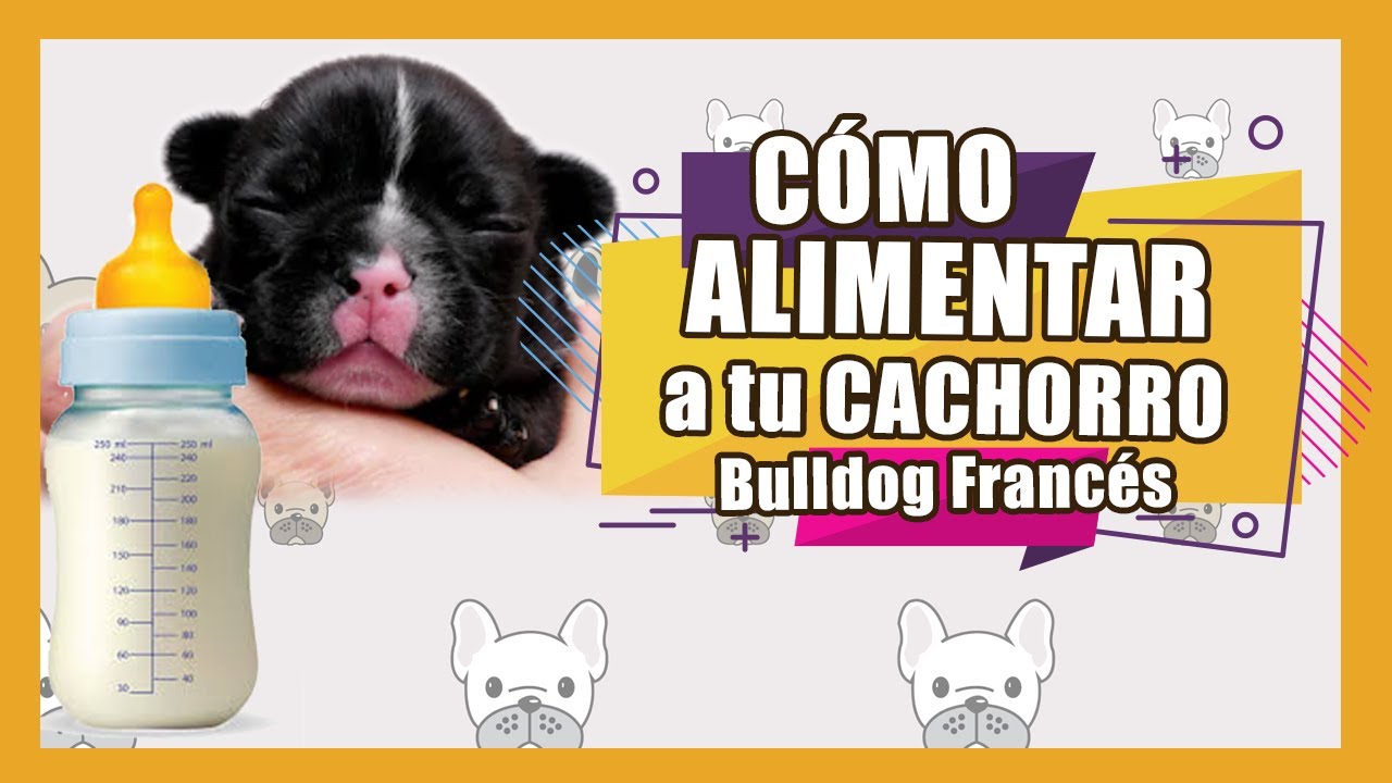 👉🏽 🍼 Como alimentar a un cachorro bulldog frances  🐾