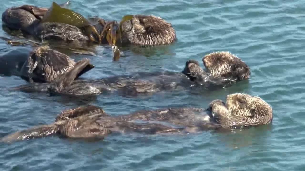 Sea Otter Awareness Week: The vital role these animals play in our marine ecosystems