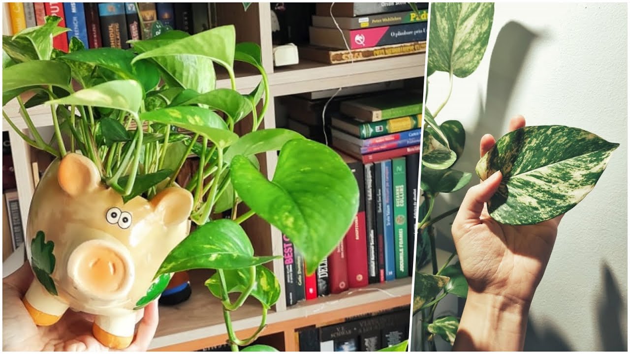 Jungla din casă: Pothos, o plantă greu de ucis. 🌱 Înmulțire și îngrijire