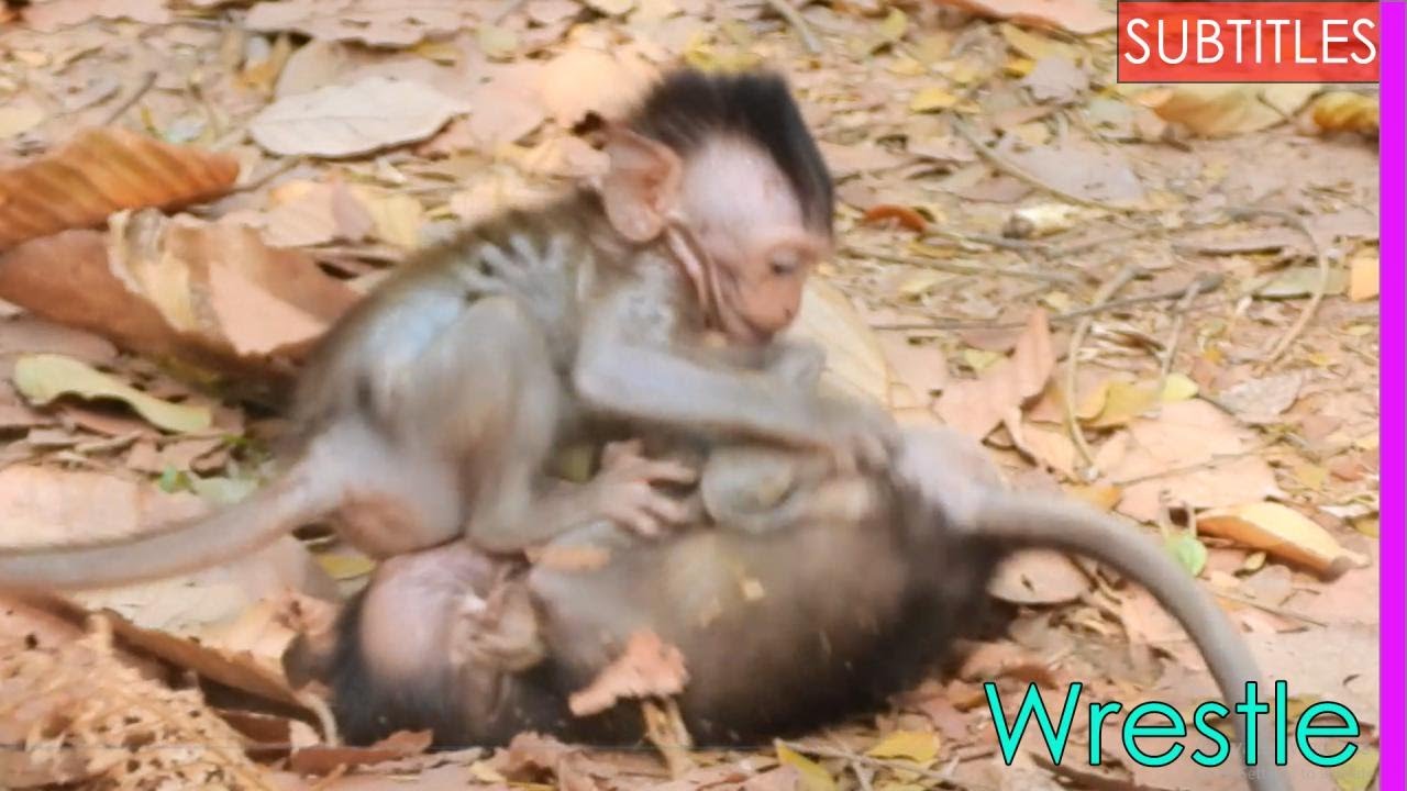 The Worst Baby Monkey Fighting | Jayden and Dustin Wrestle To Be Mak's Son| Baby Monkey Attack
