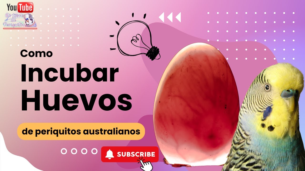 Como Incubar Huevos de Periquitos Australianos