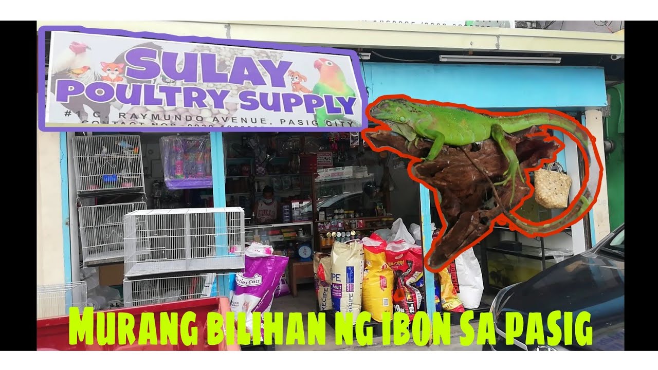 PETSHOP NI SULAY ANG MURA NG MGA IBON 
