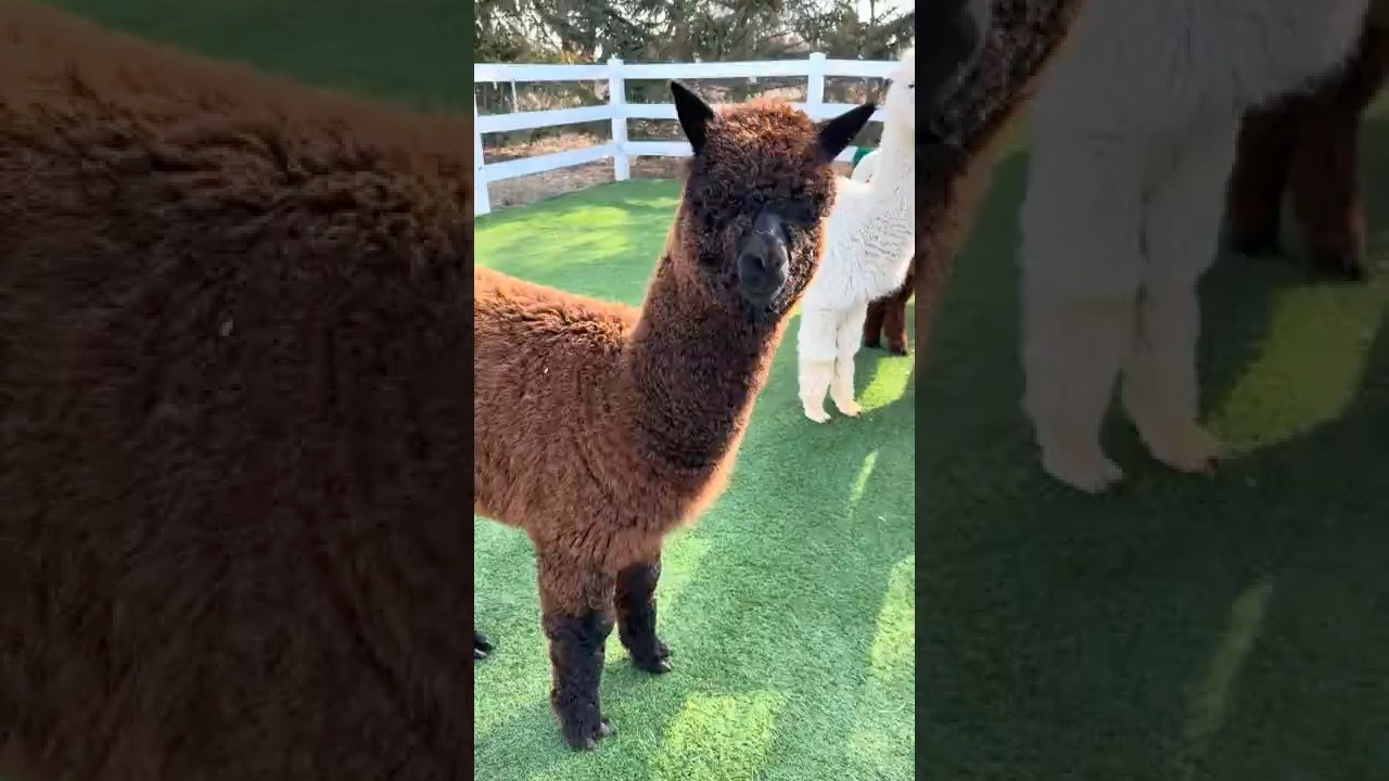 Альпакам всё сходит с рук🤣🦙 
