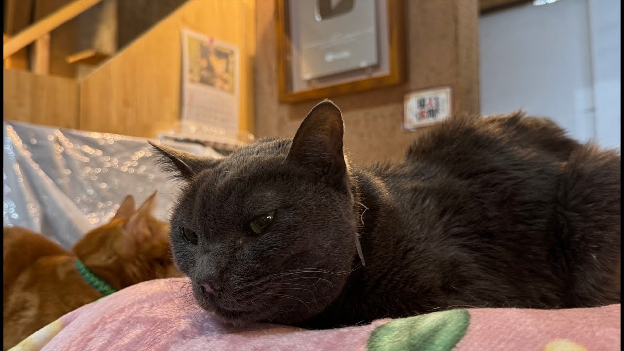 Please support the cats with your Super Chats!