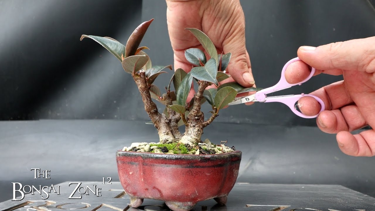 Ficus Friday, Part 2, The Bonsai Zone, Sept 2025