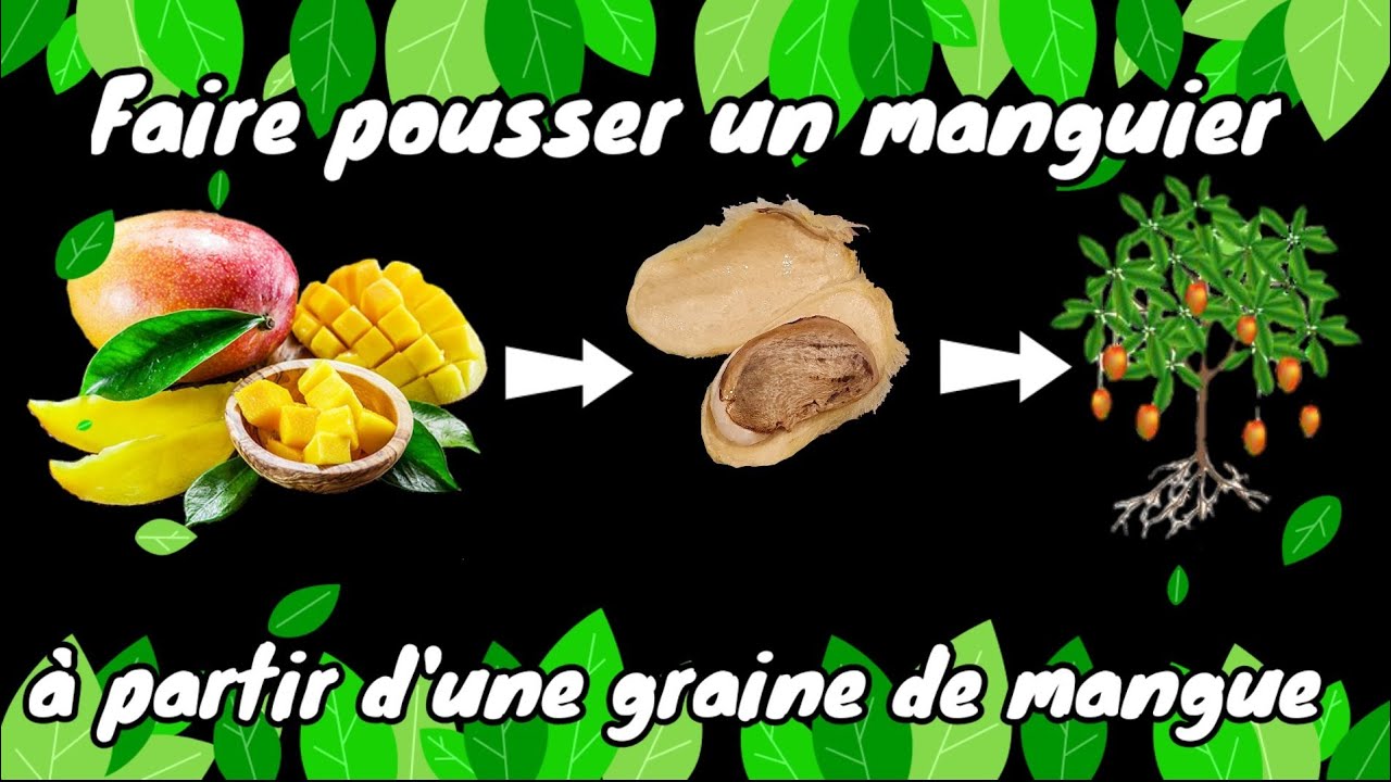 Comment Faire Germer Un Noyau De Mangue 🥭