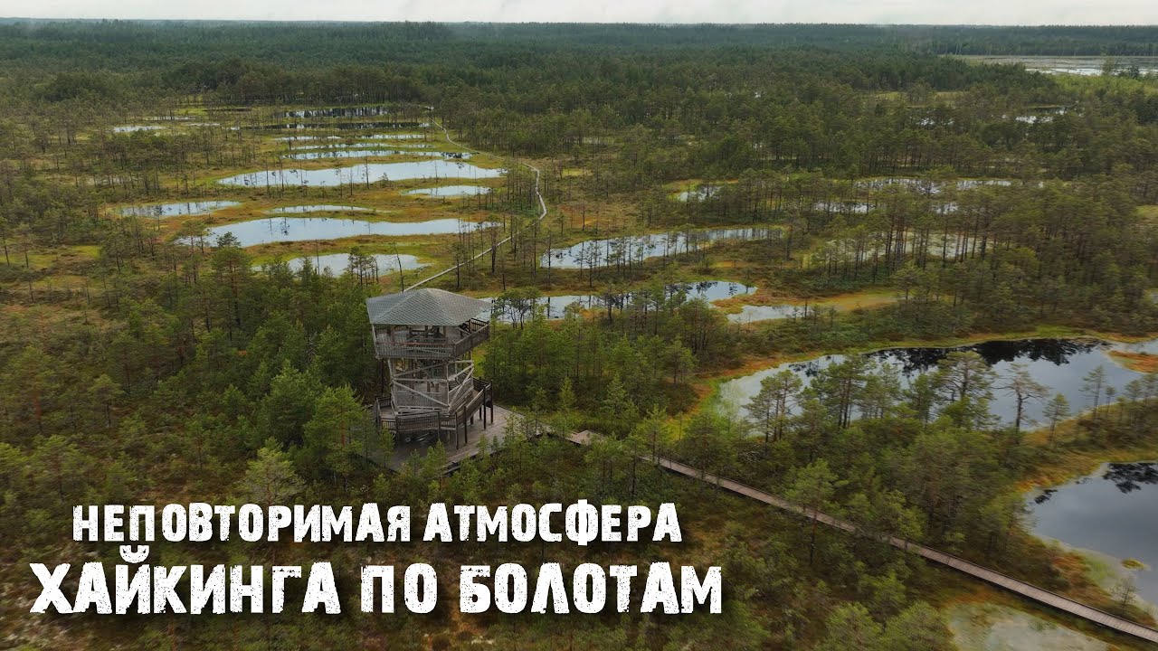 Виру: почему в Эстонии гуляют и купаются в болотах?