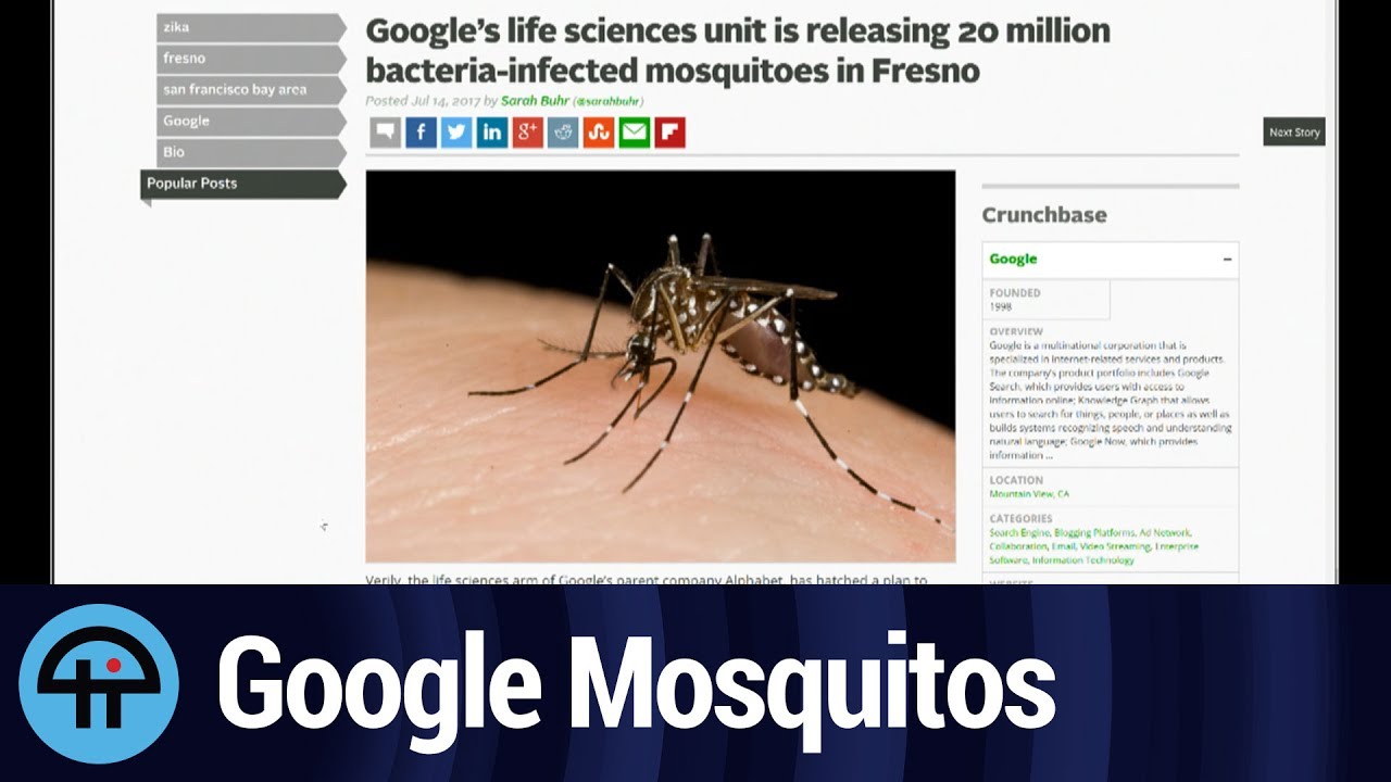 Google to Release 20 Million Mosquitos in Fresno, CA