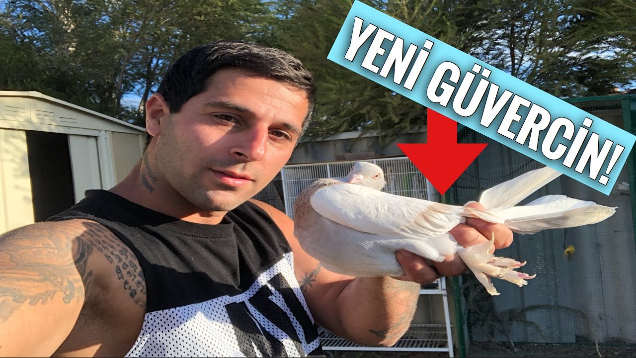 YENİ GÜVERCİNİ KAÇIRDIM BÜTÜN GÜVERCİNLERİMİ UÇURDUM VLOG