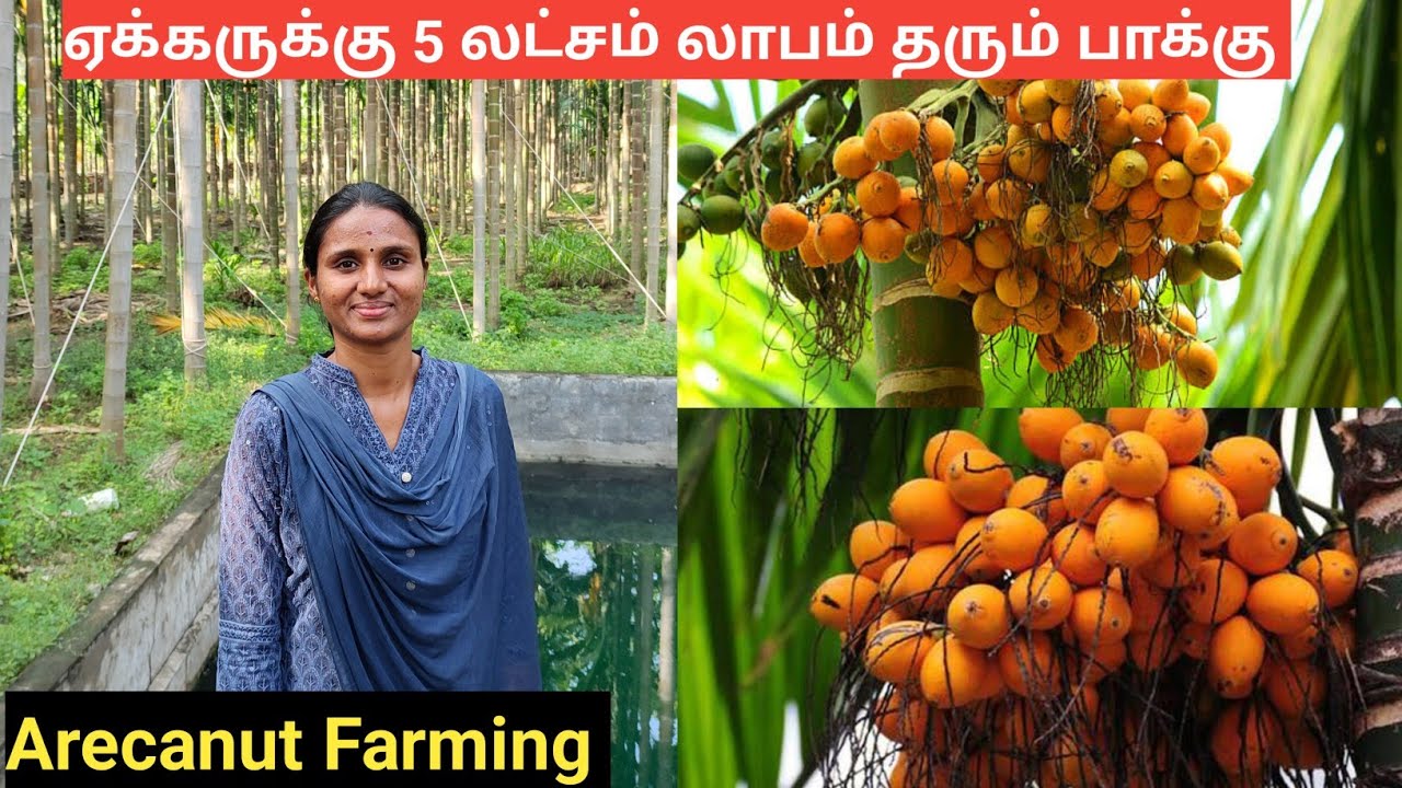 காய் முதல் மட்டை வரை ஏக்கருக்கு 5 லட்சம் லாபம் தரும் பாக்கு மரம் | Areca Nut Farming