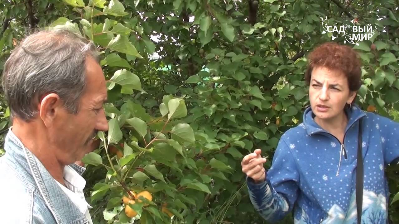 Абрикосы в Средней полосе. Сайт 