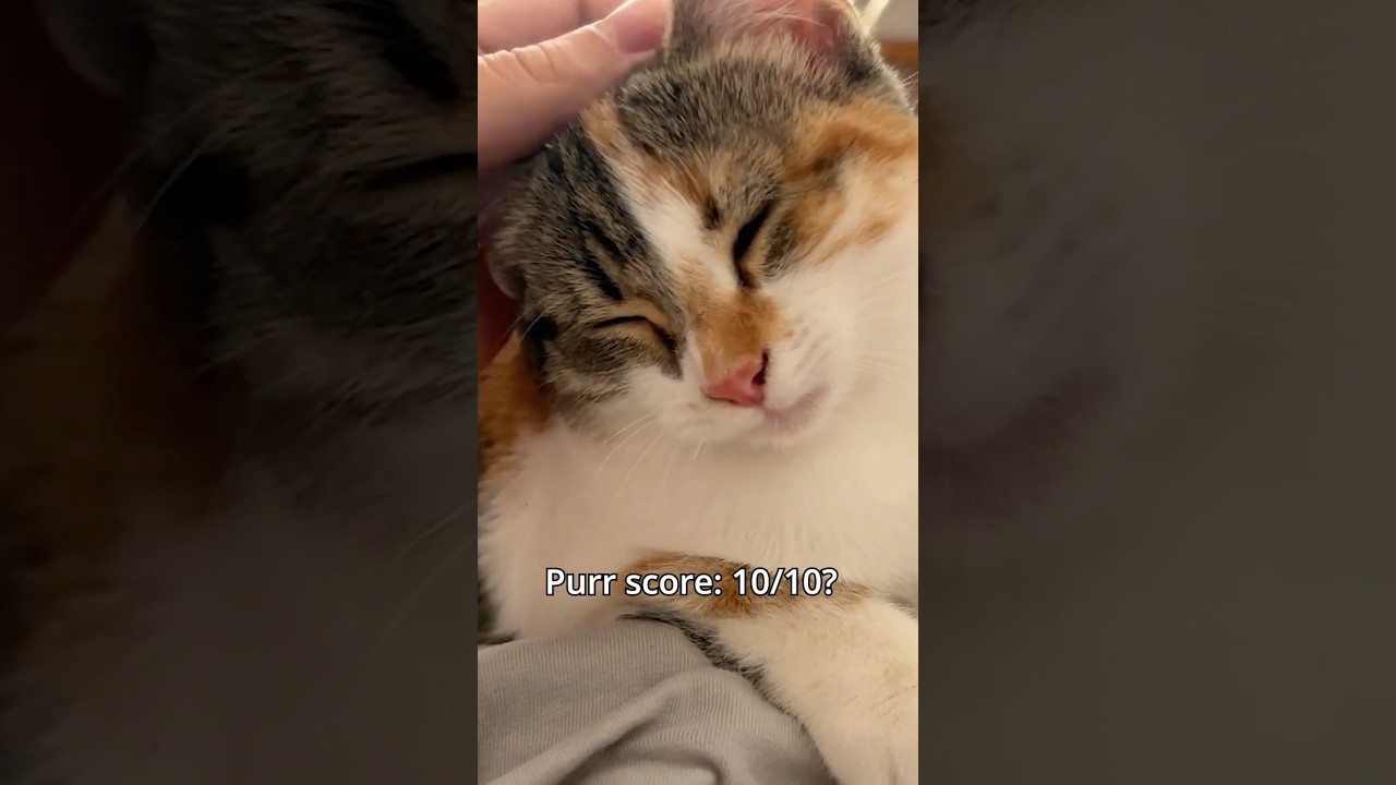 Purr Stress Test