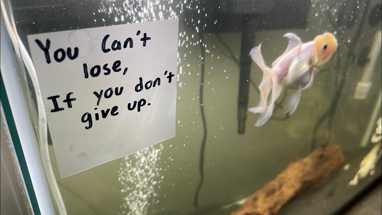 You can’t lose, if you don’t give up. 