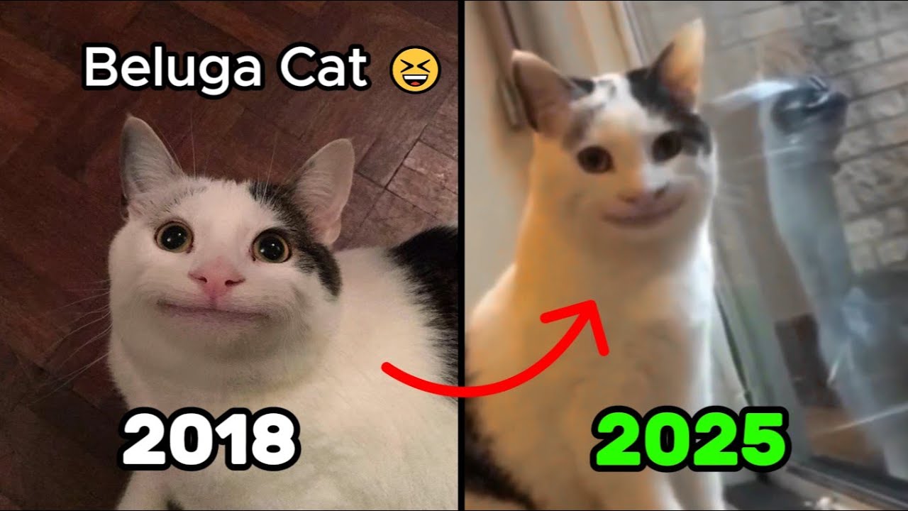 Iconic Cat Memes (Then & Now)