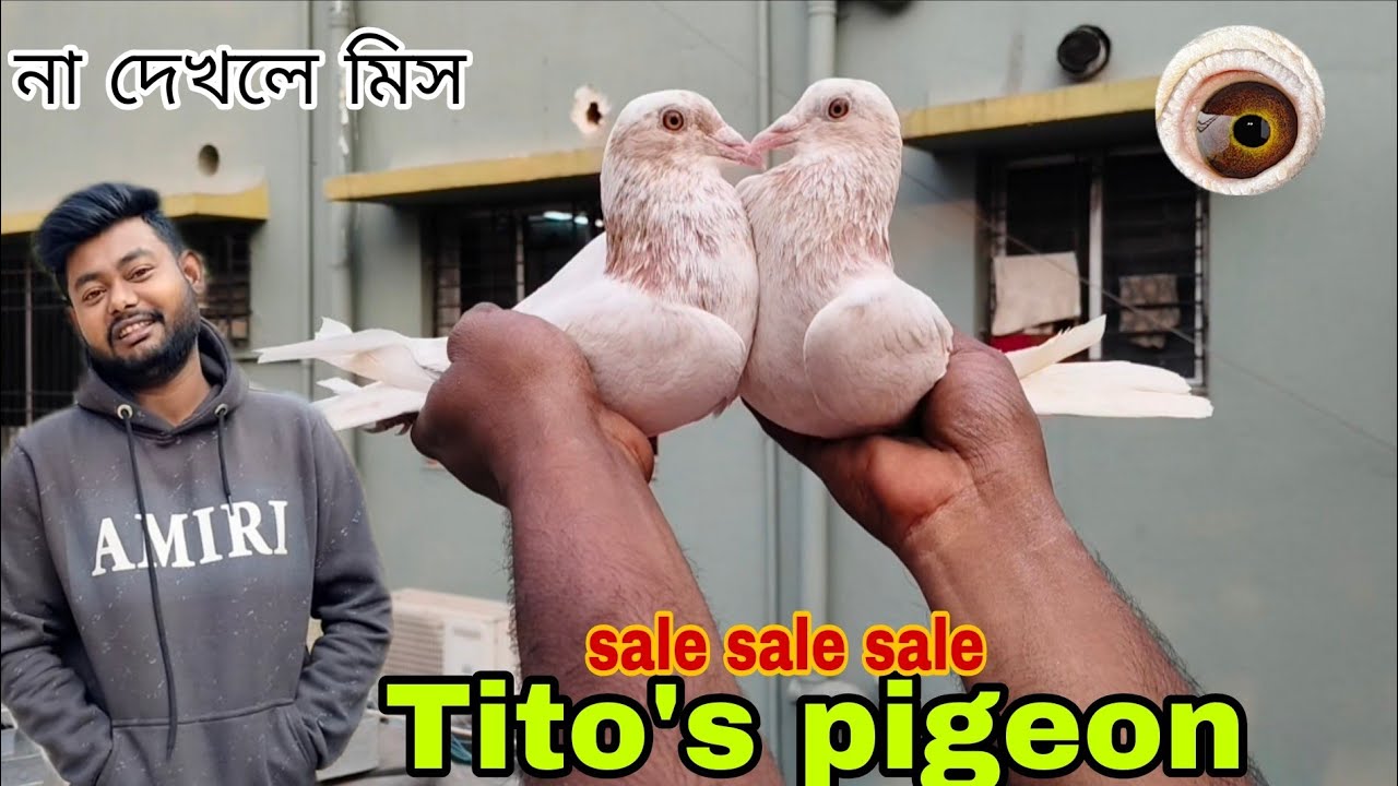 Tito's pigeon sale video  # জল এর দাম এ শীত শেষে বাম্পার অফার # Andhra # lalsira # Fulsira #vairal  